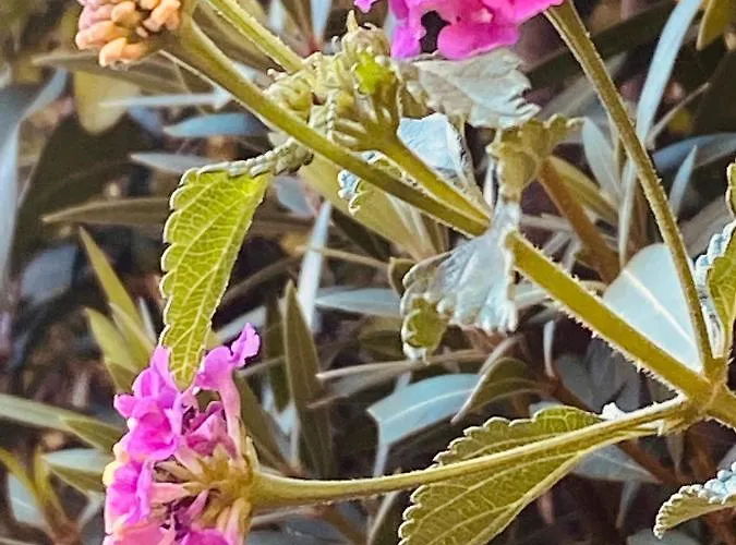 Sao Rafael Sun Apartment Albufeira