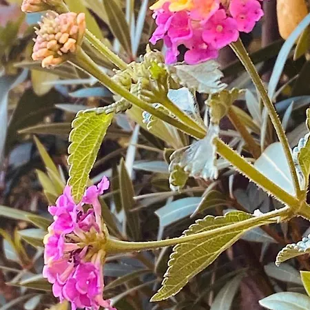 São Rafael Sun Apartamento Albufeira